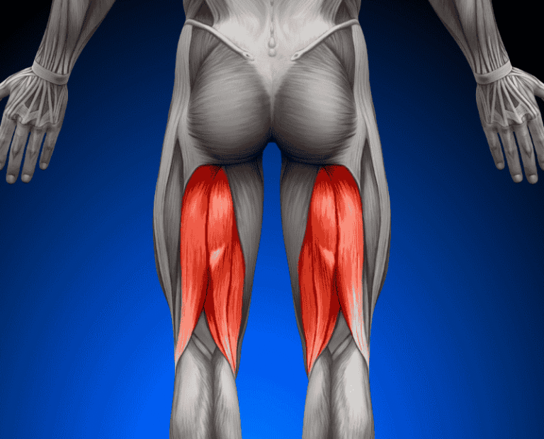 The hamstrings are a group of three muscles in the back of the thigh: the biceps femoris, semitendinosus, and semimembranosus.